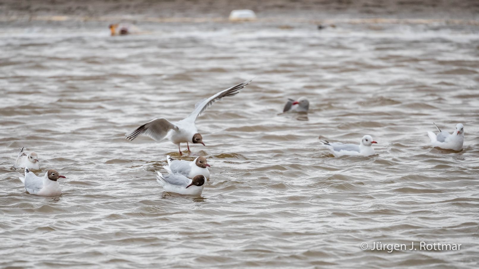Chile | Magellanstrait | Punta Arenas | Brown Hooded Gull (Patagonienmöve)