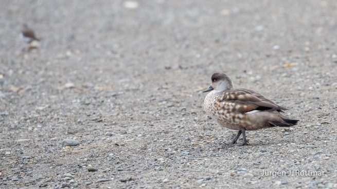 Chile | Magellanstrait | Punta Arenas | Crested Duck (Haubenente)