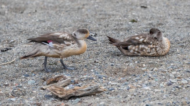Chile | Magellanstrait | Punta Arenas | Crested Duck (Haubenente)