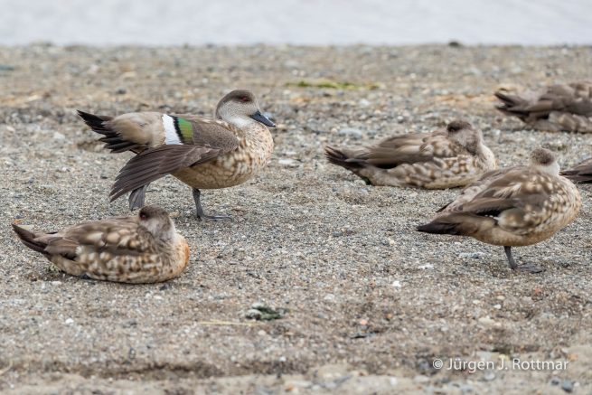 Chile | Magellanstrait | Punta Arenas | Crested Duck (Haubenente)