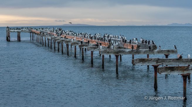 Chile | Magellanstrait | Punta Arenas | Imperial-Shag (Blauaugenscharbe)