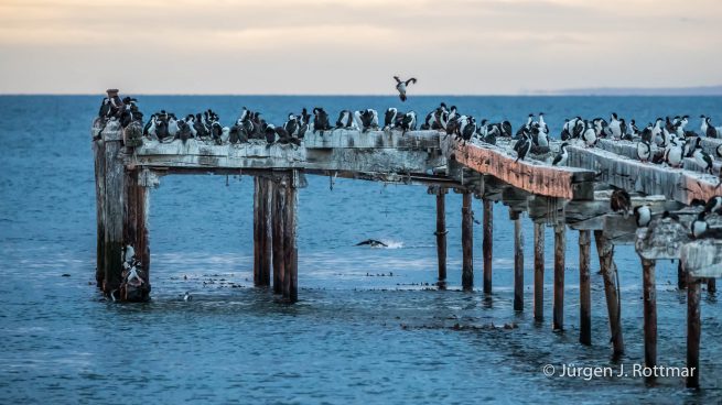 Chile | Magellanstrait | Punta Arenas | Imperial-Shag (Blauaugenscharbe)