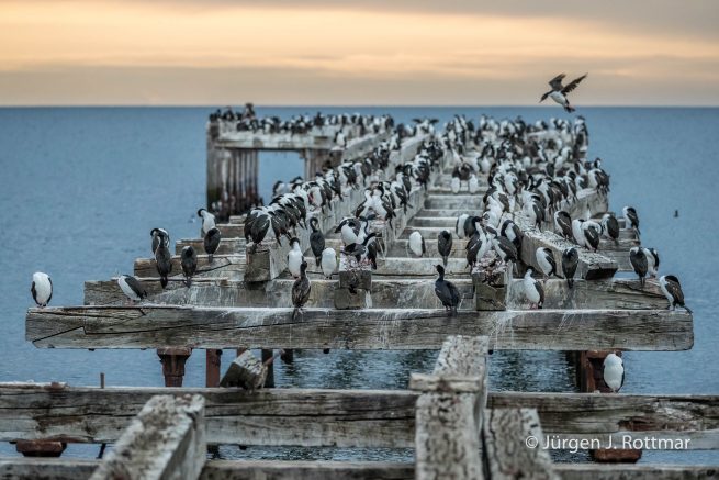 Chile | Magellanstrait | Punta Arenas | Imperial-Shag (Blauaugenscharbe)