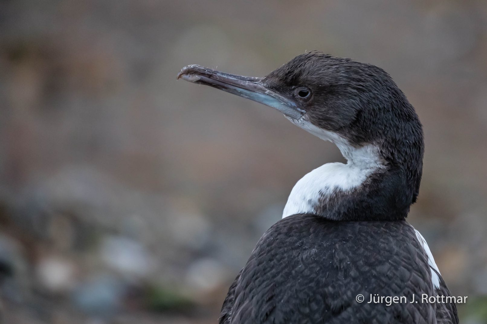 Chile | Magellanstrait | Punta Arenas | Imperial-Shag (Blauaugenscharbe)