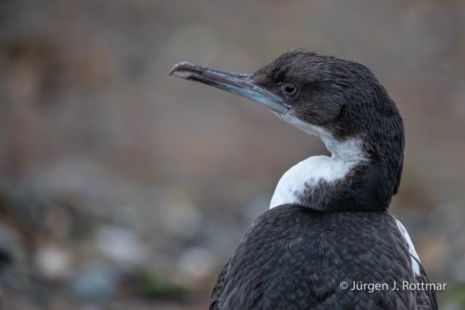 Chile | Magellanstrait | Punta Arenas | Imperial-Shag (Blauaugenscharbe)