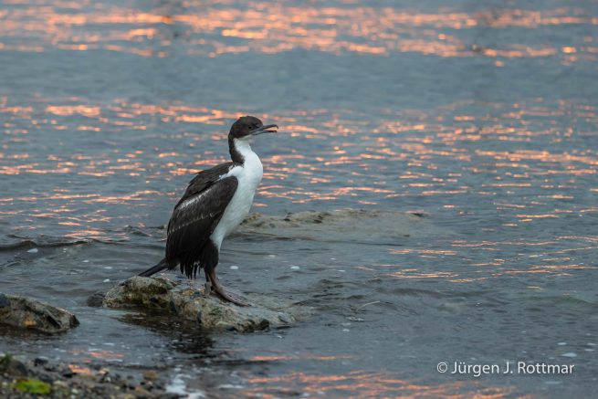Chile | Magellanstrait | Punta Arenas | Imperial-Shag (Blauaugenscharbe)