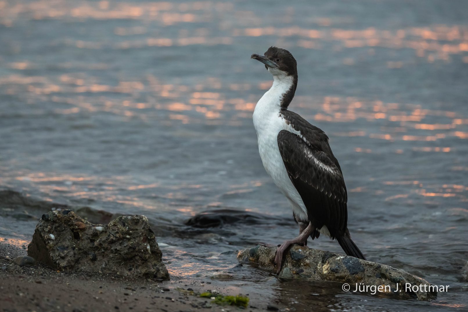 Chile | Magellanstrait | Punta Arenas | Imperial-Shag (Blauaugenscharbe)