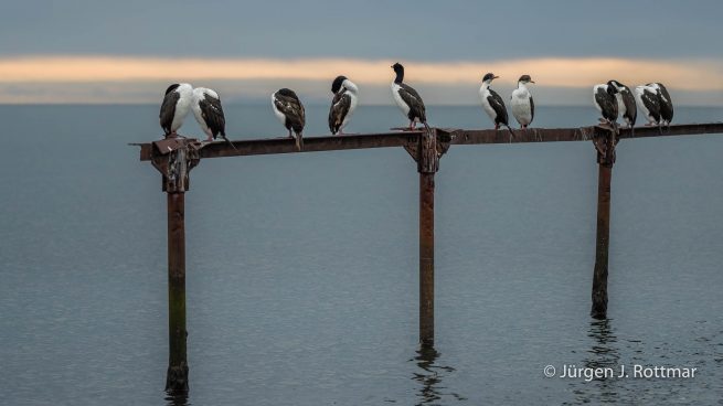 Chile | Magellanstrait | Punta Arenas | Imperial-Shag (Blauaugenscharbe)