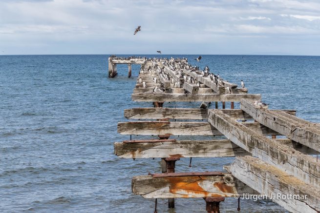 Chile | Magellanstrait | Punta Arenas | Imperial-Shag (Blauaugenscharbe)