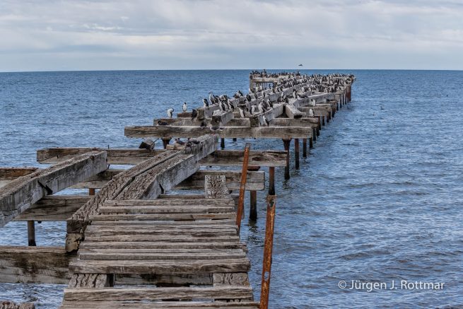 Chile | Magellanstrait | Punta Arenas | Imperial-Shag (Blauaugenscharbe)