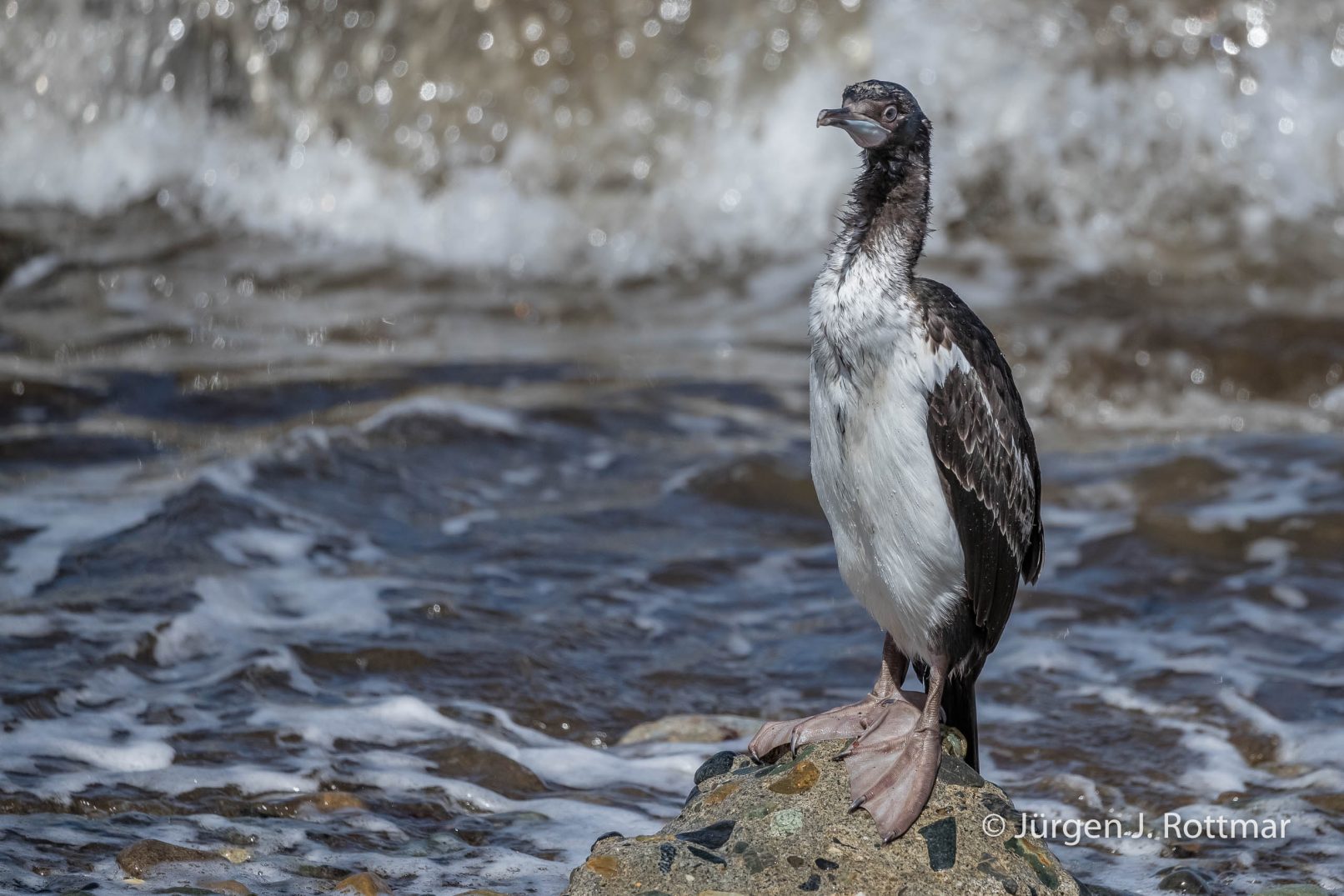 Chile | Magellanstrait | Punta Arenas | Imperial-Shag (Blauaugenscharbe)