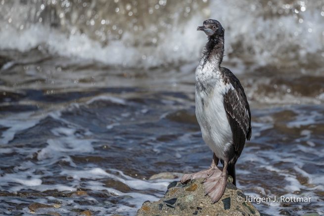 Chile | Magellanstrait | Punta Arenas | Imperial-Shag (Blauaugenscharbe)