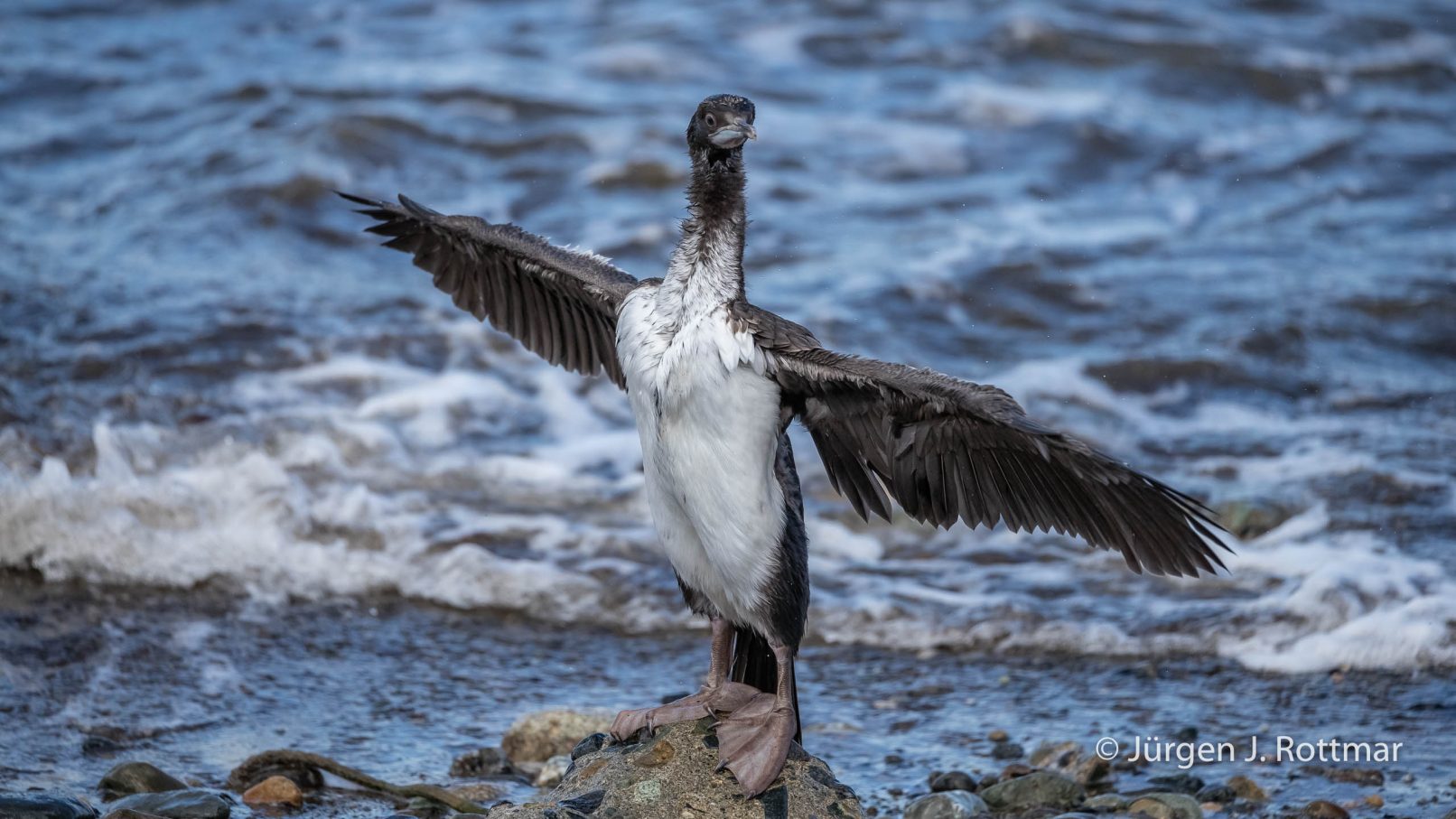 Chile | Magellanstrait | Punta Arenas | Imperial-Shag (Blauaugenscharbe)