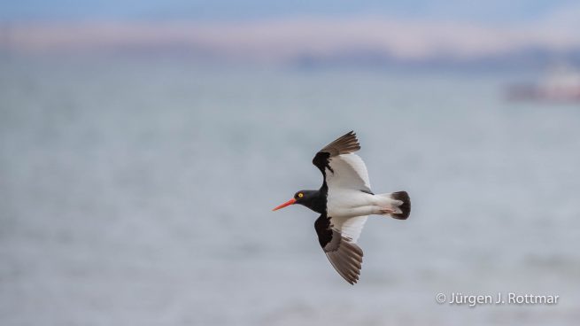 Chile | Magellanstrait | Punta Arenas | Magellanic Oystercatcher (Magellanausternfresser)