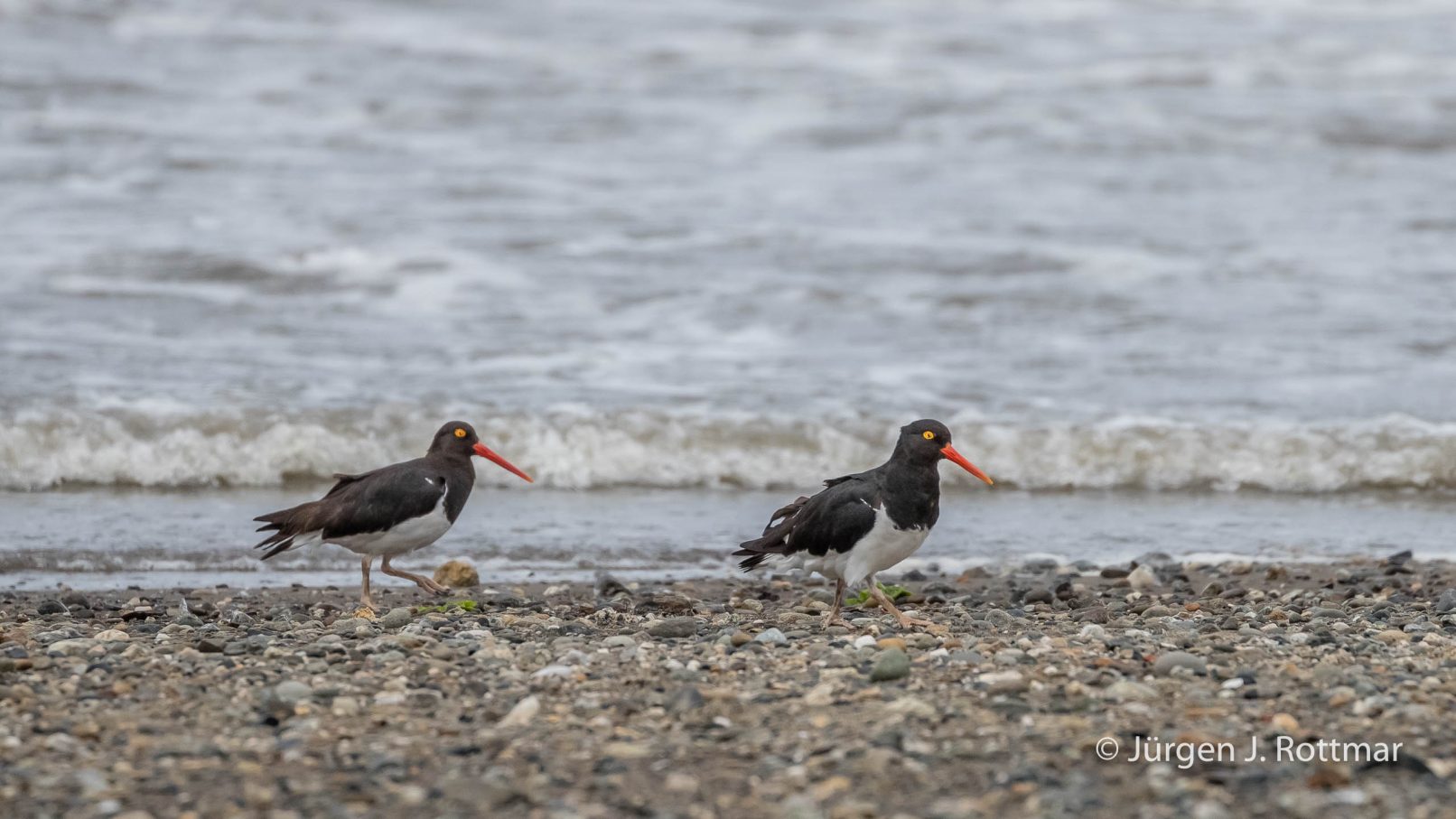 Chile | Magellanstrait | Punta Arenas | Magellanic Oystercatcher (Magellanausternfresser)