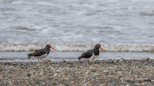 Chile | Magellanstrait | Punta Arenas | Magellanic Oystercatcher (Magellanausternfresser)
