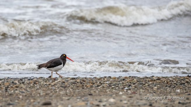 Chile | Magellanstrait | Punta Arenas | Magellanic Oystercatcher (Magellanausternfresser)