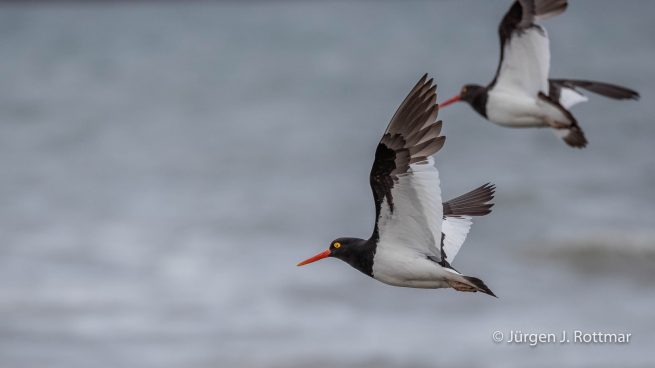 Chile | Magellanstrait | Punta Arenas | Magellanic Oystercatcher (Magellanausternfresser)