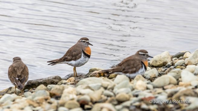 Chile | Magellanstrait | Punta Arenas | Rufous-chestred Dotterell (Rotbrust-Regenpfeifer)