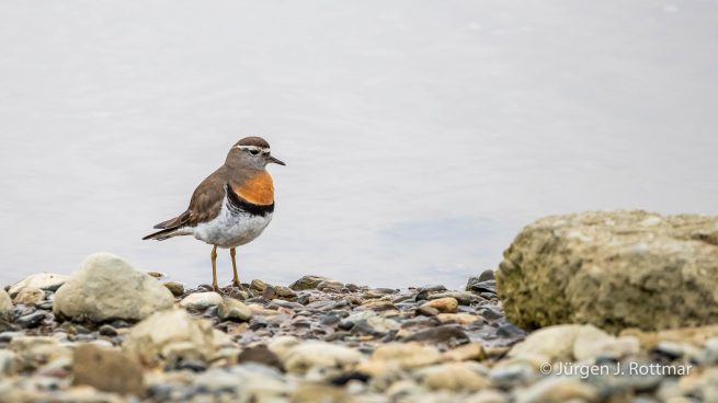 Chile | Magellanstrait | Punta Arenas | Rufous-chestred Dotterell (Rotbrust-Regenpfeifer)