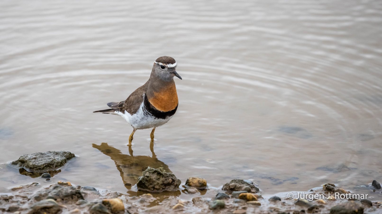 Chile | Magellanstrait | Punta Arenas | Rufous-chestred Dotterell (Rotbrust-Regenpfeifer)