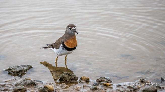 Chile | Magellanstrait | Punta Arenas | Rufous-chestred Dotterell (Rotbrust-Regenpfeifer)
