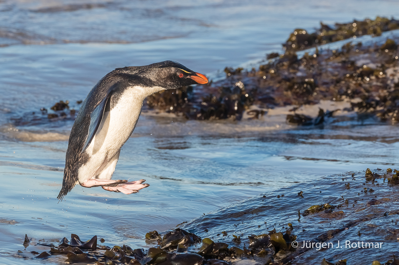 Falkland Islands Saunders Island The Neck Felsenpinguin Rockhopper Penguin Rottmar