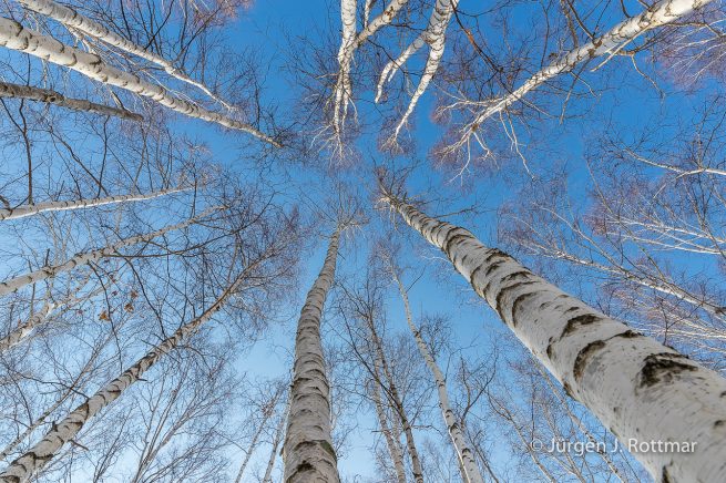 Russland | Sibirien | Baikalsee | Birkenwald