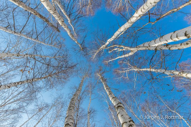 Russland | Sibirien | Baikalsee | Birkenwald