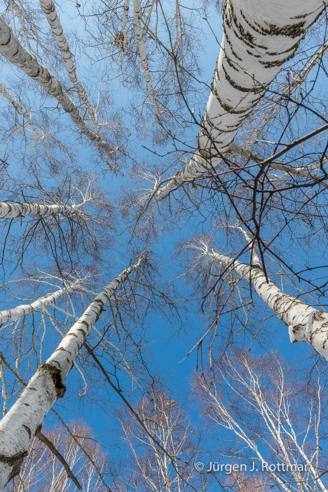 Russland | Sibirien | Baikalsee | Birkenwald