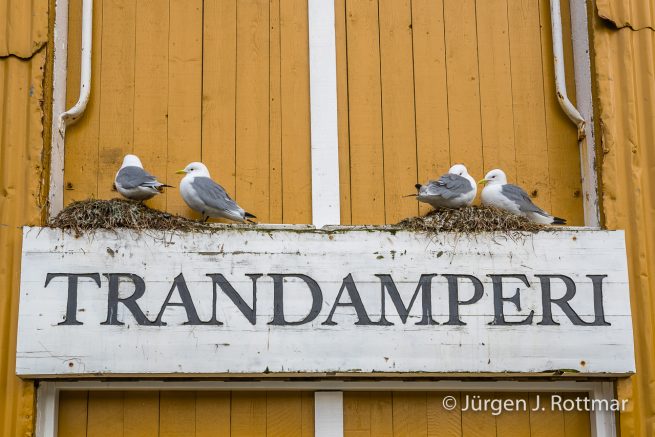 Norwegen | Lofoten | Nusfjord