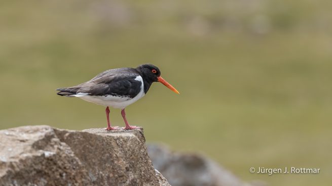 Färöer Inseln | Austernfischer (Oystercatcher)