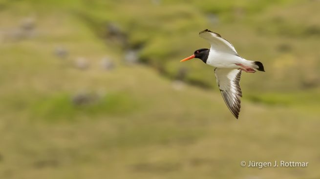 Färöer Inseln | Austernfischer (Oystercatcher)