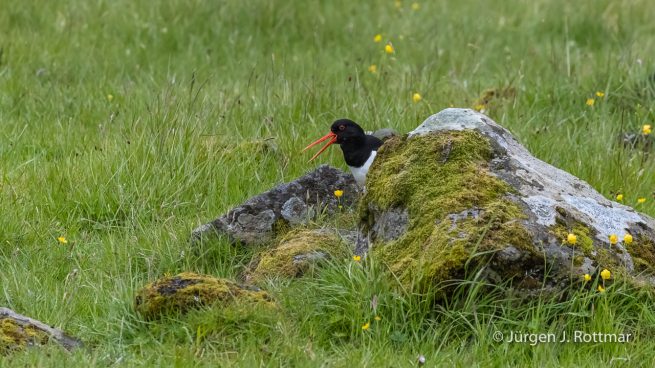 Färöer Inseln | Austernfischer (Oystercatcher)