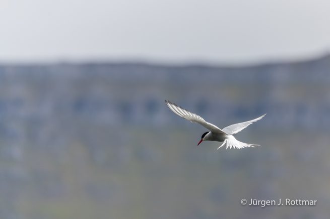 Färöer Inseln | Funningur | Küstenseeschwalbe (Arctic Tern)