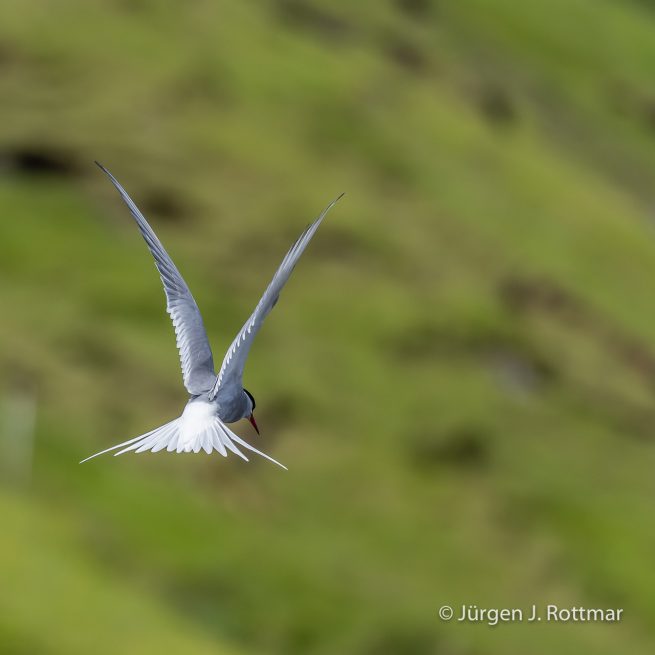 Färöer Inseln | Funningur | Küstenseeschwalbe (Arctic Tern)