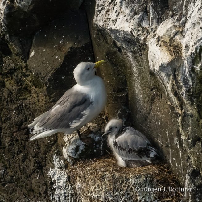 Färöer Inseln | Mykines | Dreizehenmöwe (Kittiwake)