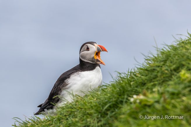 Färöer Inseln | Mykines | Papageientaucher (Puffin)