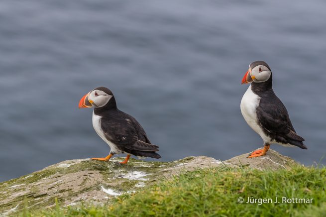 Färöer Inseln | Mykines | Papageientaucher (Puffin)