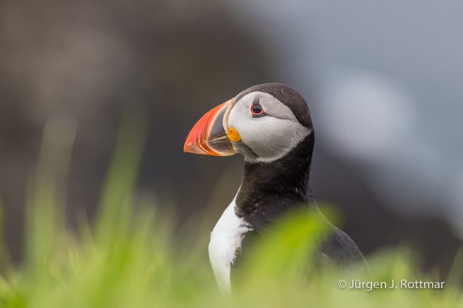 Färöer Inseln | Mykines | Papageientaucher (Puffin)