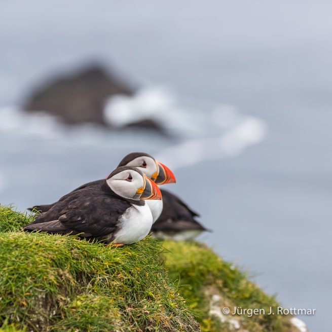 Färöer Inseln | Mykines | Papageientaucher (Puffin)