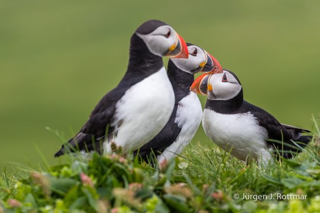 Färöer Inseln | Mykines | Papageientaucher (Puffin)