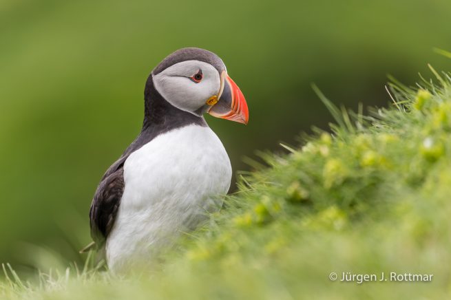 Färöer Inseln | Mykines | Papageientaucher (Puffin)