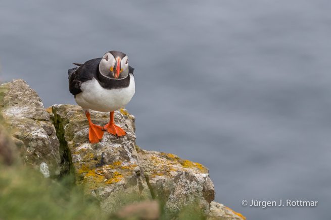 Färöer Inseln | Mykines | Papageientaucher (Puffin)