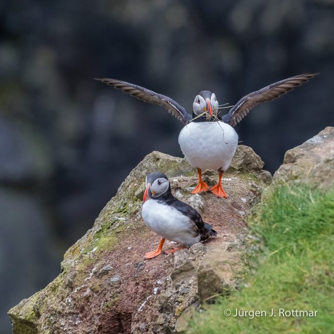 Färöer Inseln | Mykines | Papageientaucher (Puffin)