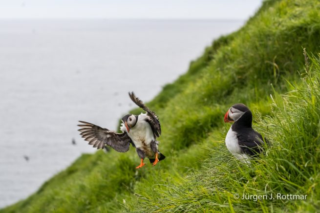 Färöer Inseln | Mykines | Papageientaucher (Puffin)
