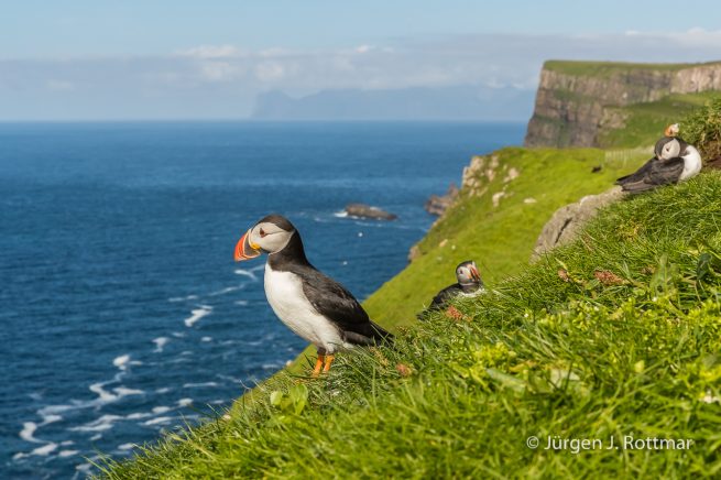 Färöer Inseln | Mykines | Papageientaucher (Puffin)