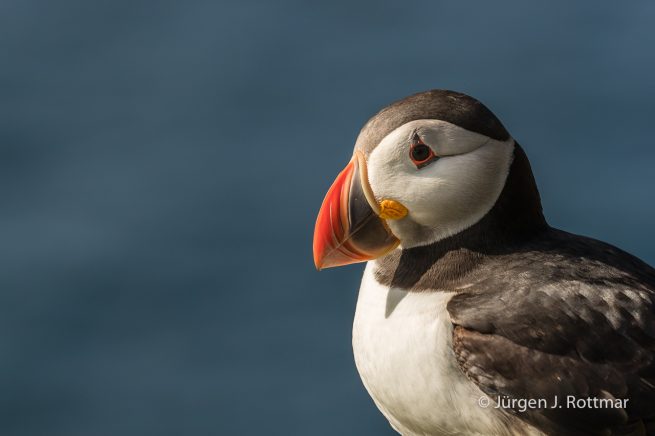 Färöer Inseln | Mykines | Papageientaucher (Puffin)