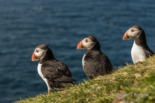 Färöer Inseln | Mykines | Papageientaucher (Puffin)