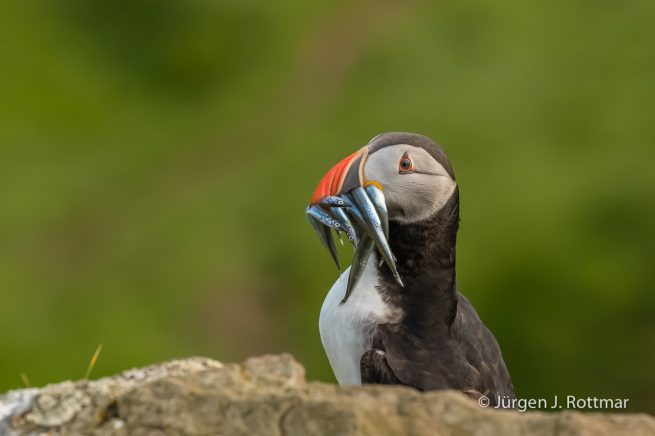 Färöer Inseln | Mykines | Papageientaucher (Puffin)